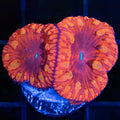 VDM 2 +1 Polyps