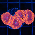 VDM 4 Polyps