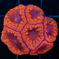 VDM Colony