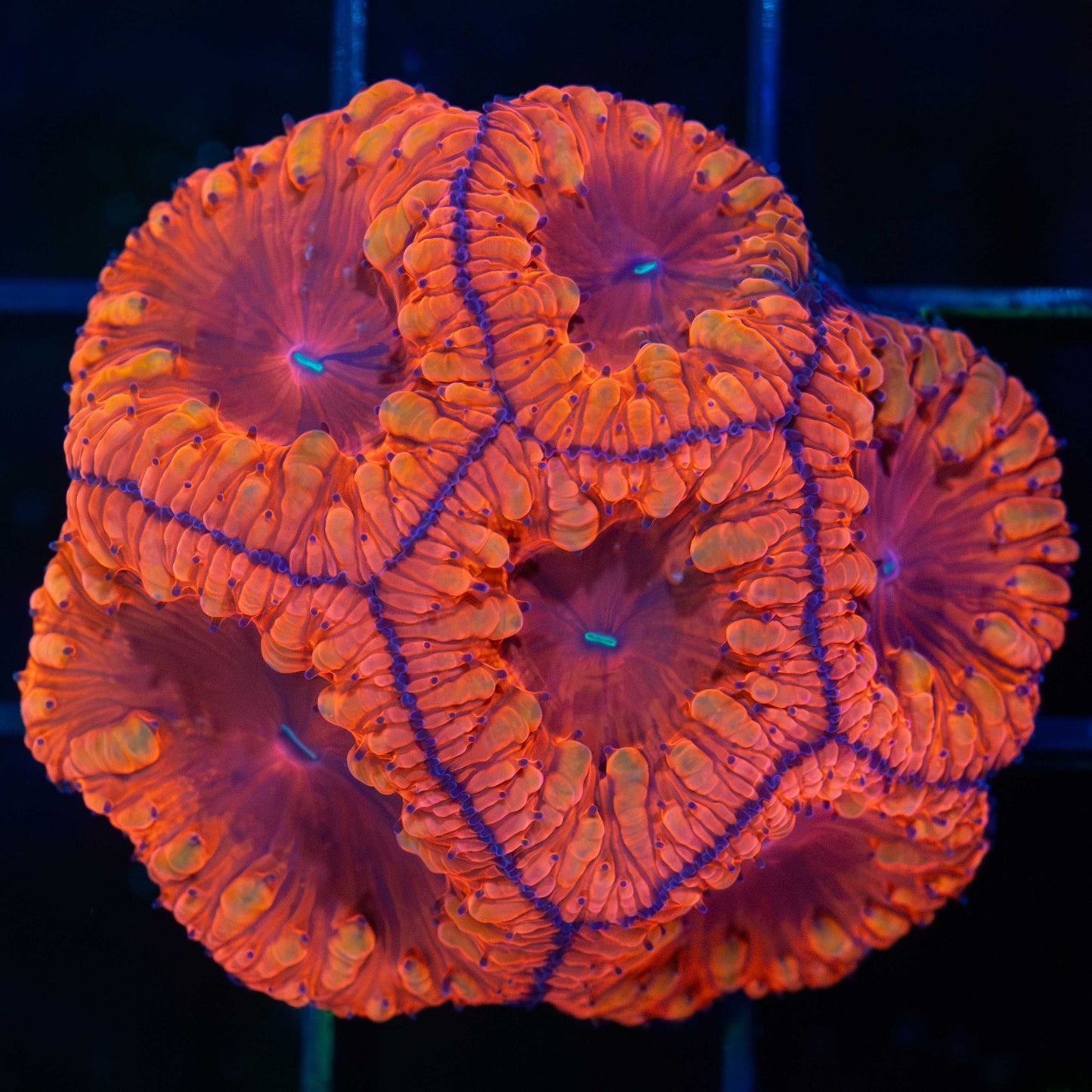 VDM Blastomussa
