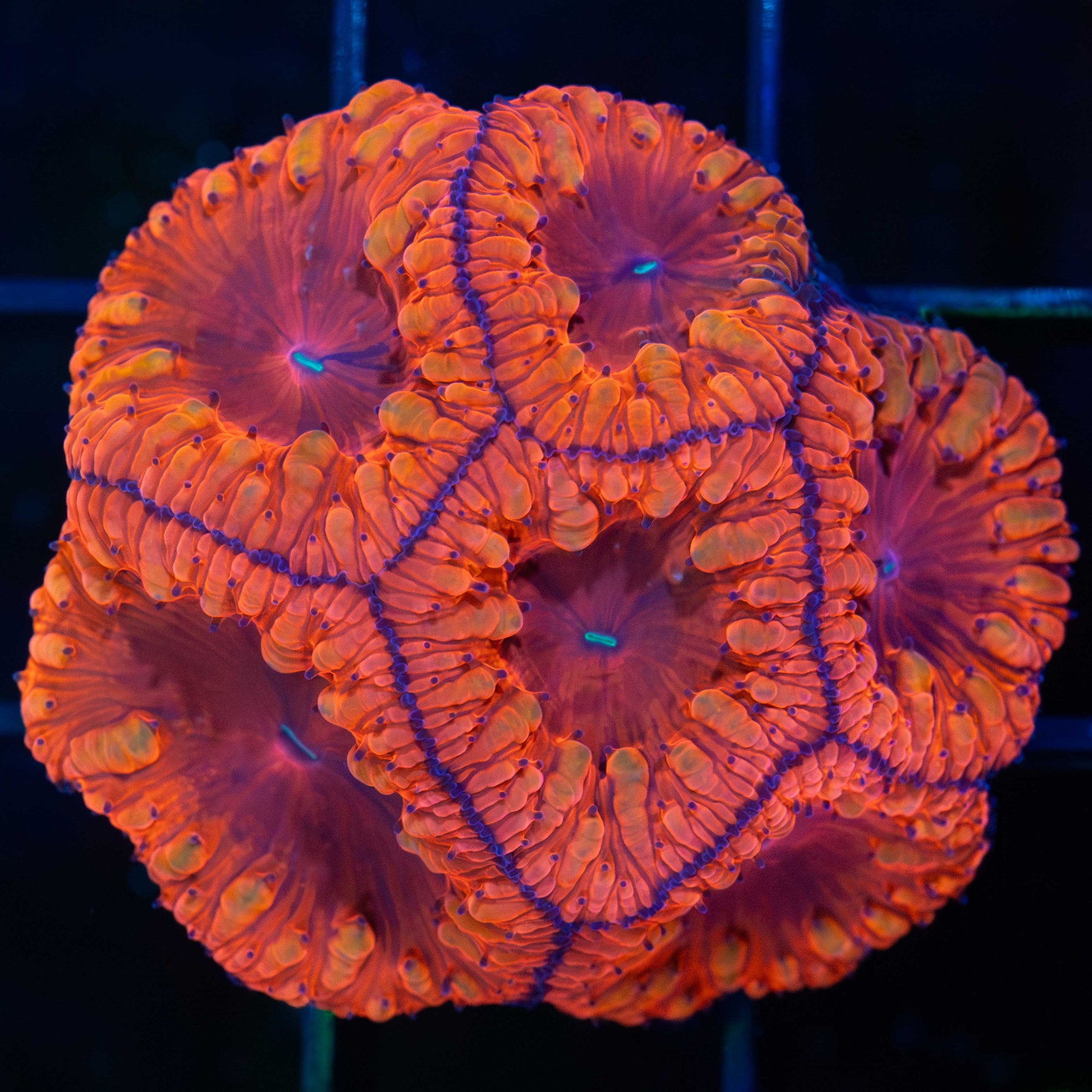 VDM Blastomussa