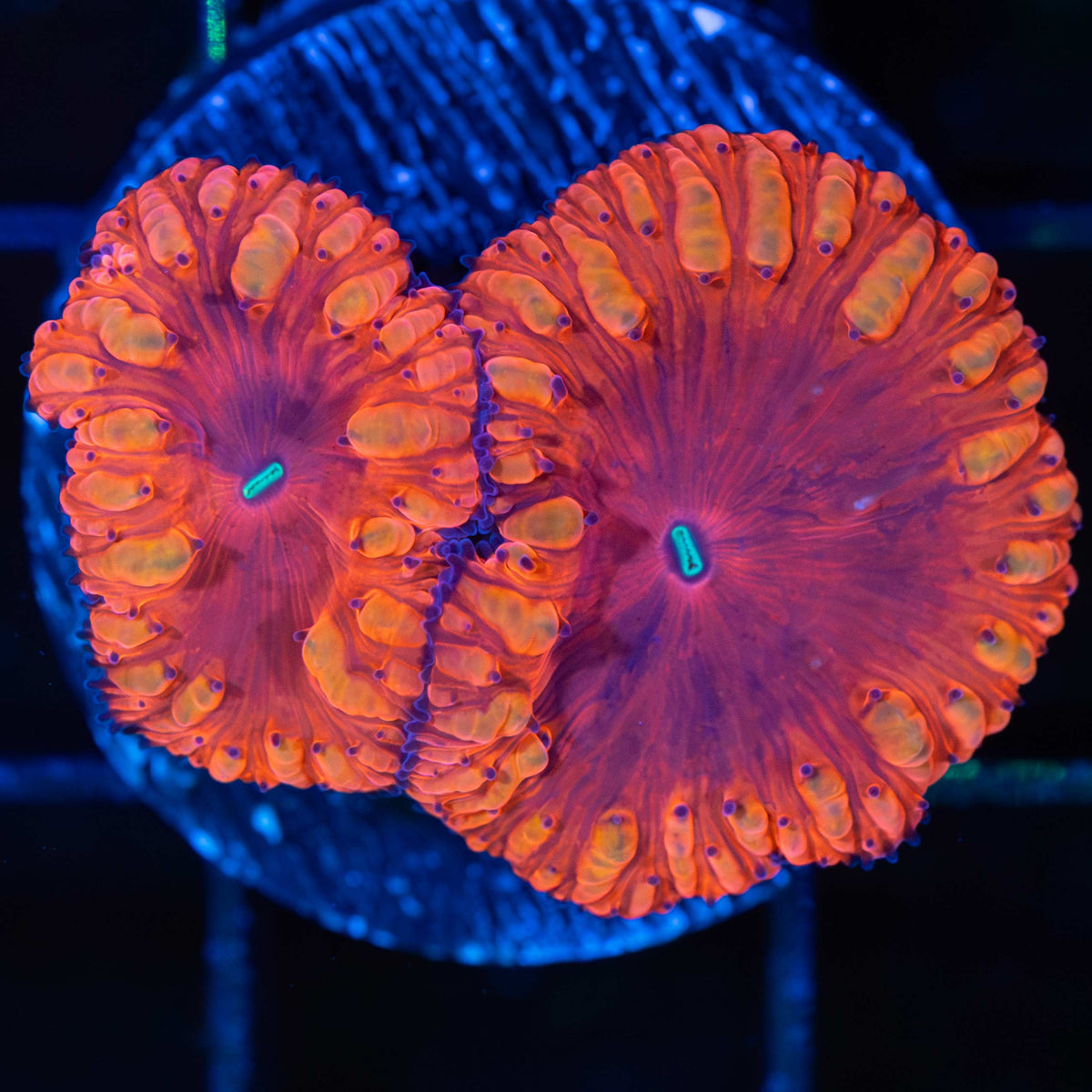 VDM Blastomussa