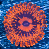 VDM Zoa