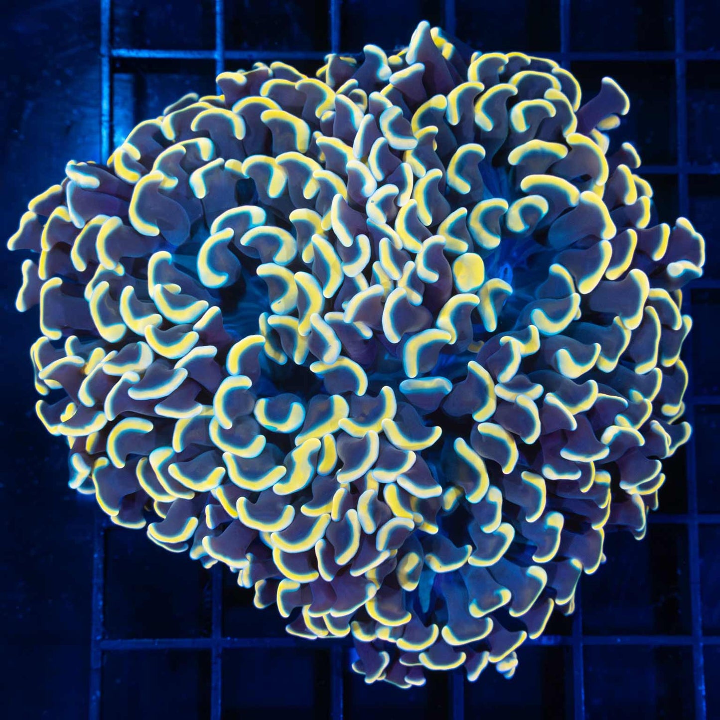 Very Gold Hammer Coral 4"