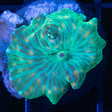 Watermelon Mushroom Coral