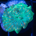 Watermelon Mushroom Coral
