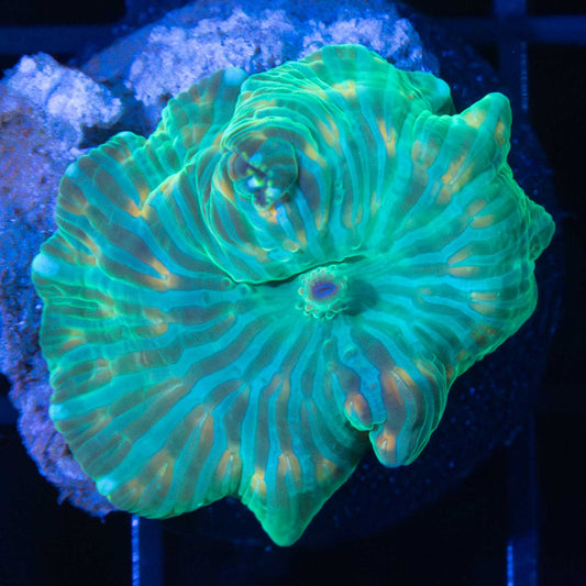 Watermelon Mushroom Coral
