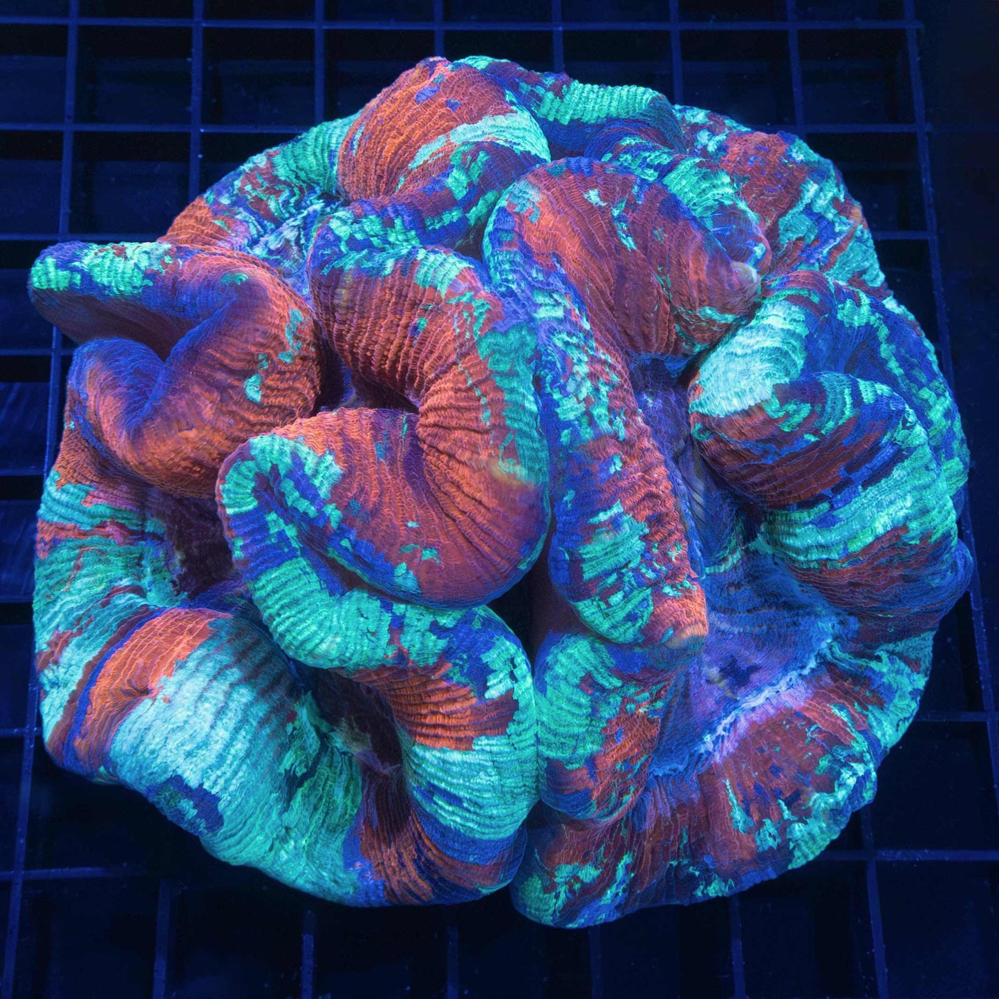 Double Polyp Dome Shaped Wellso 4.75"