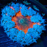 Rock Flower Anemone