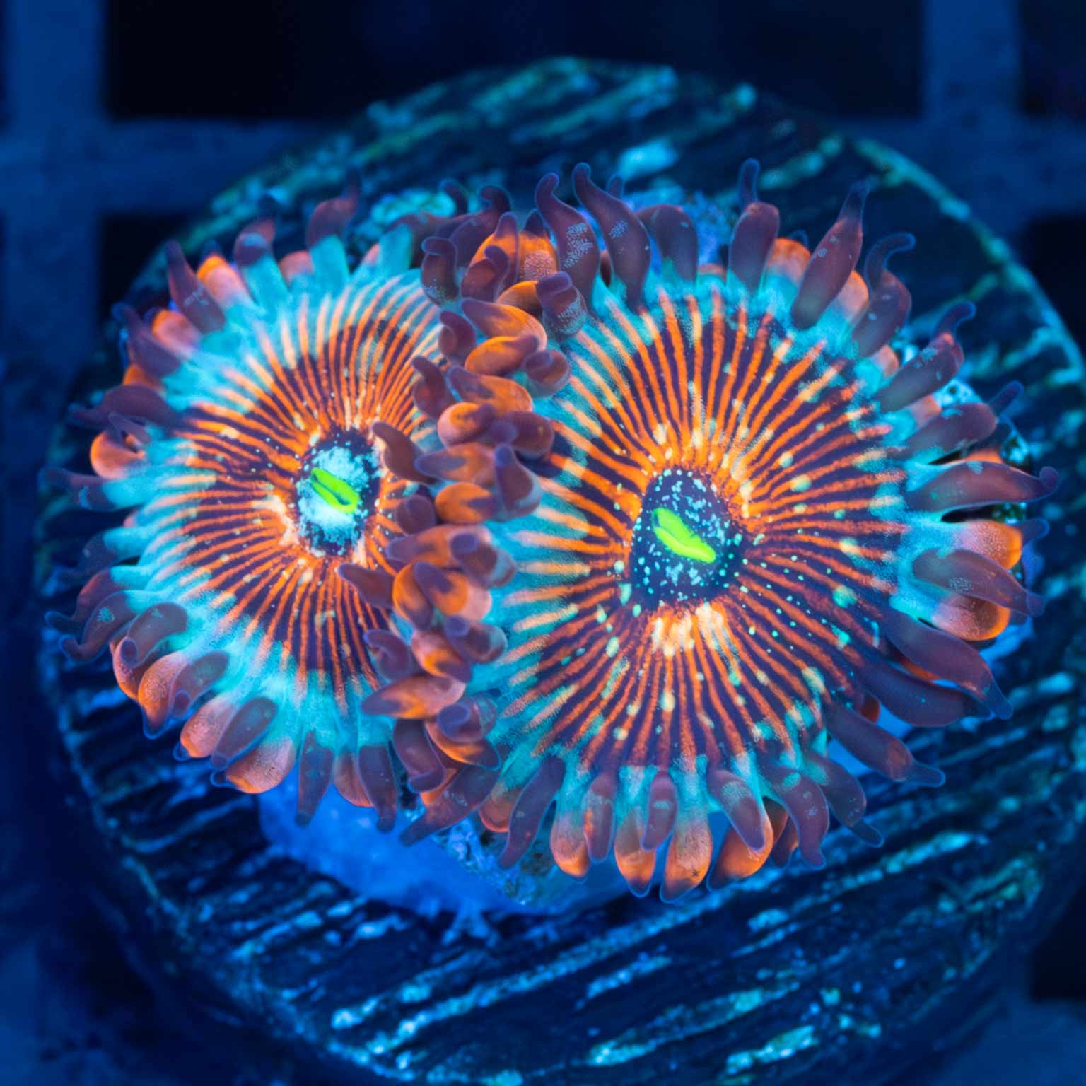 White Zombie Zoa