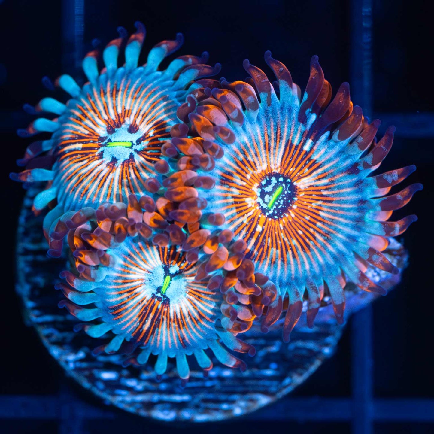 White Zombie Zoa