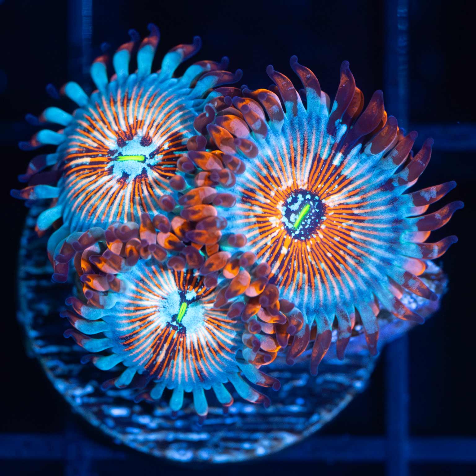 White Zombie Zoa