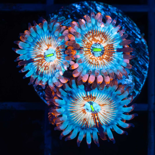 White Zombie Zoa (3 Polyps)