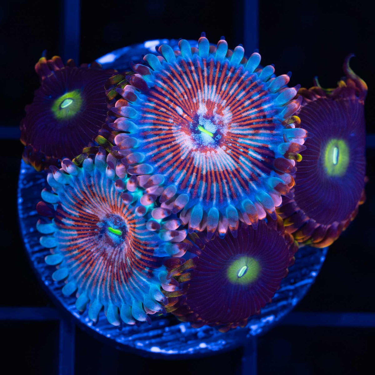 Ultra Zoa Mini Colony