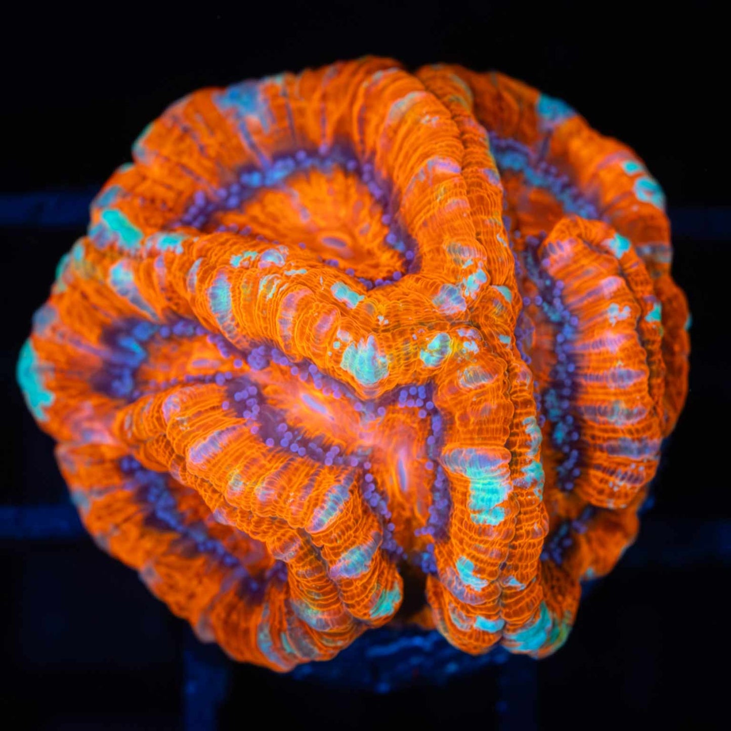 Ultra Wilsoni Coral (Tanked 9 Months)