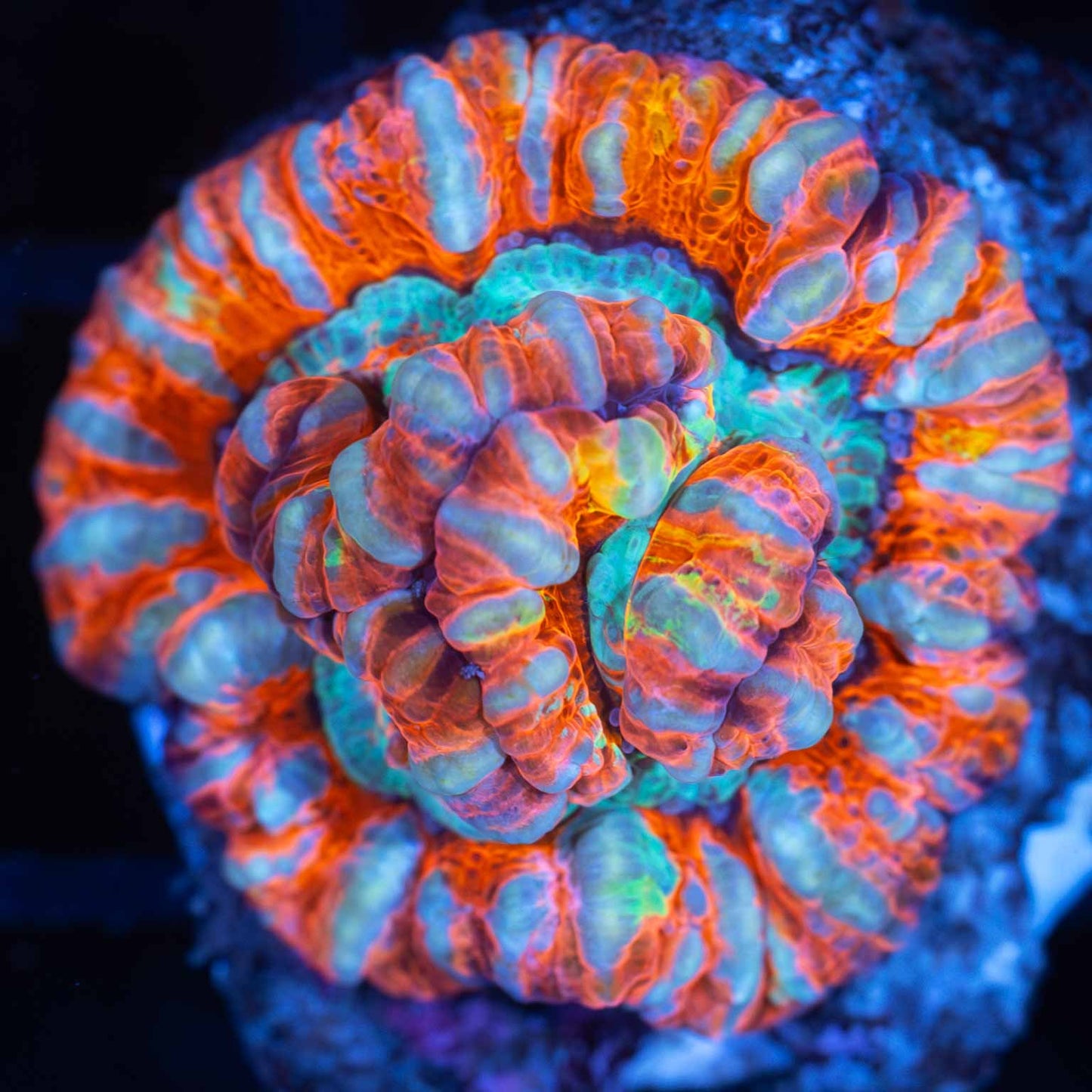 Rainbow Wilsoni Coral