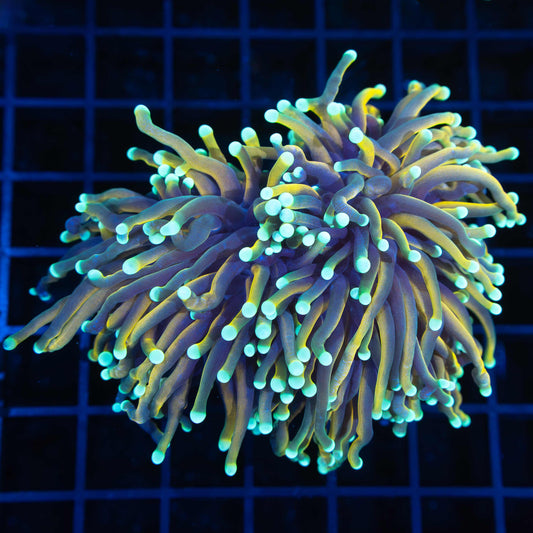 2 Large Heads Malay Torch Coral 4.5"
