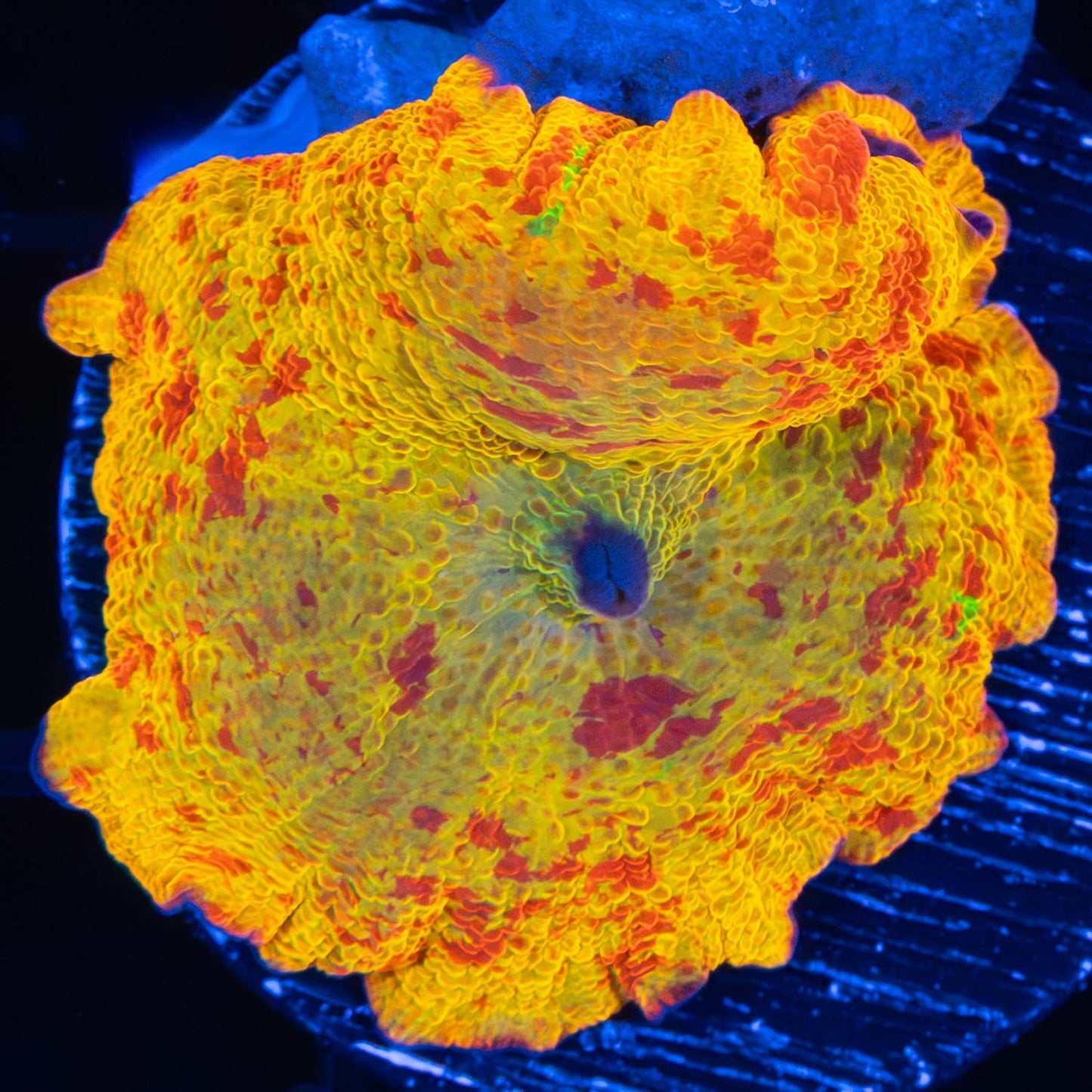 XL 4 color jawbreaker