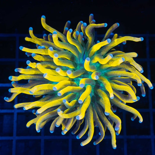 Large Ultimate Banana Torch Coral