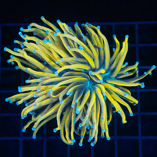 XL Banana Torch Coral 4"+