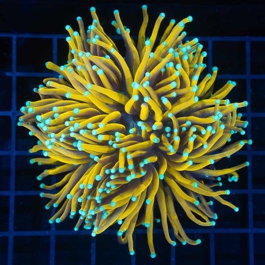 XL Banana Torch Coral 4"