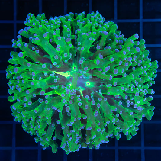XL blue green frogspawn Coral (Branching)