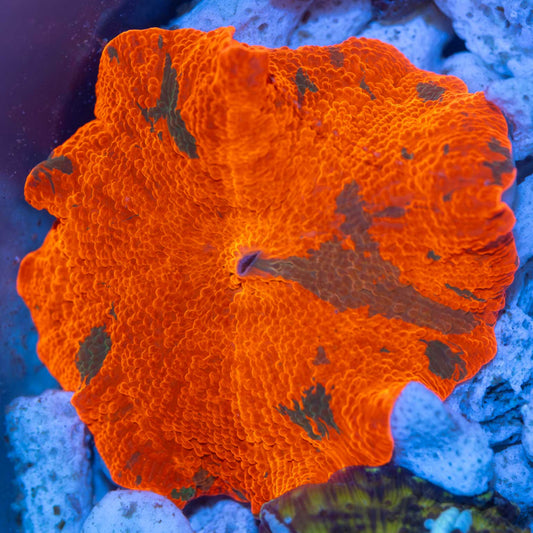 Large Candy Crush Mushroom Coral