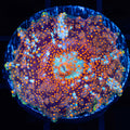 Critical Mass Mushroom Coral