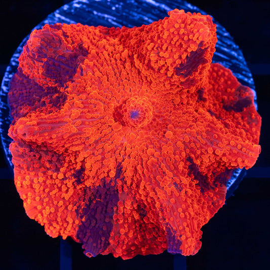 XL Deadpool Mushroom Coral