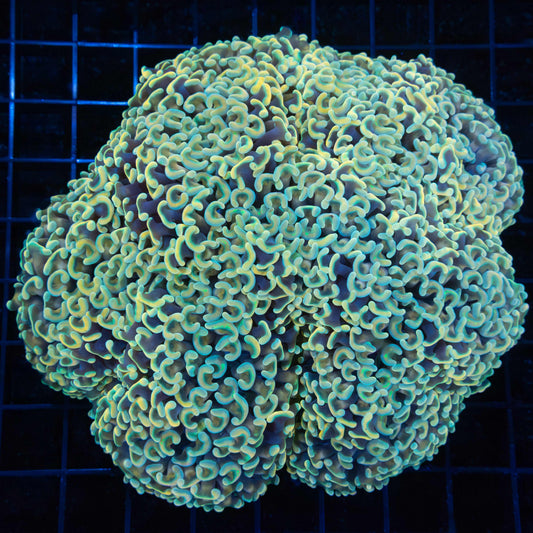 Rainbow Gold Stem Hammer Coral 5.25"