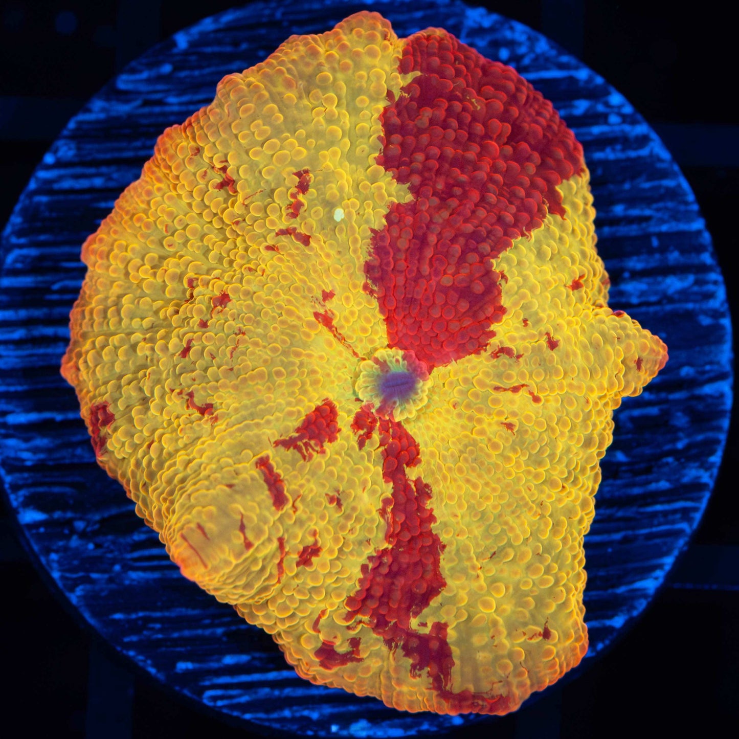 Eclectus nice pattern