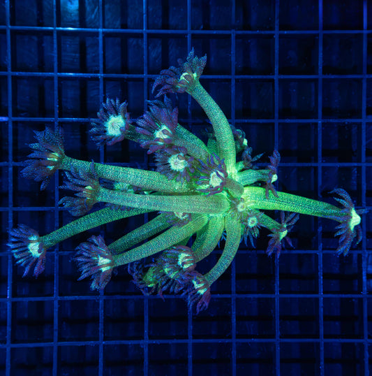 Tank Grown Glitter Bomb Goni Large Frag