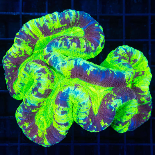 highlighter trachphyllia 3.75"
