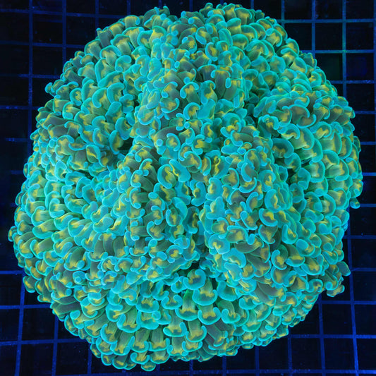 XXL Blue Gold and Green Stem Hammer 7.5"