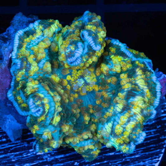 Large Yukon Gold Mushroom 1.5"
