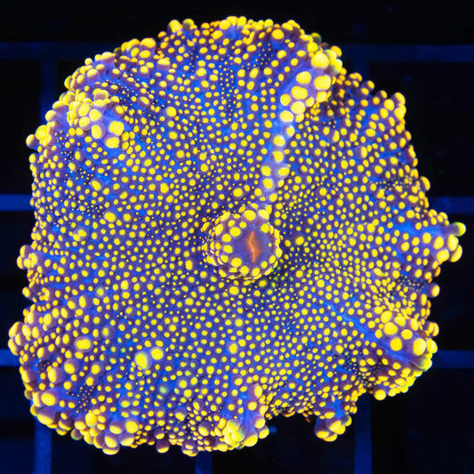 XL Neon Yellow Yuma 2"