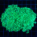 Green 2 Polyps