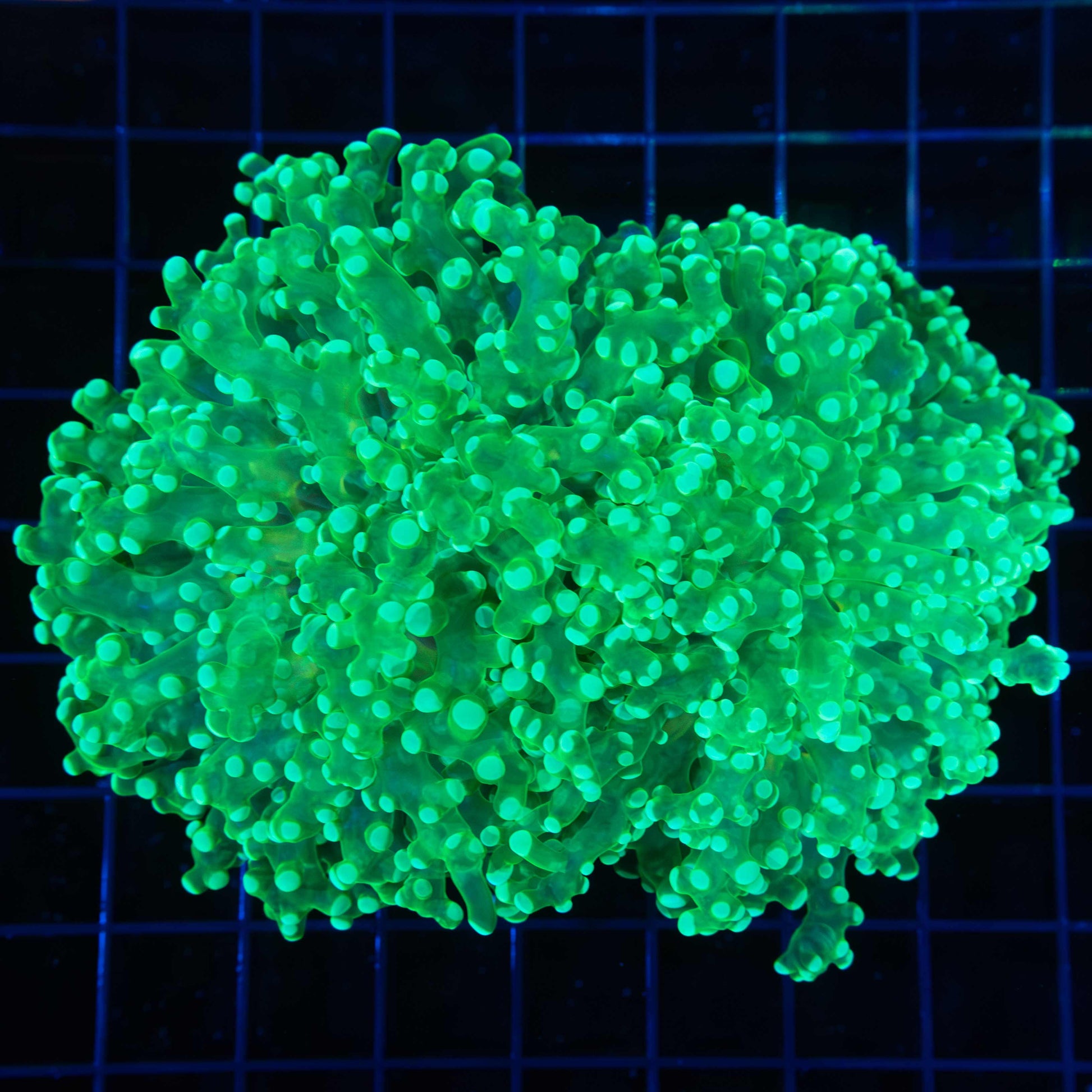 XL Green Octospawn Coral (2 Polyps)