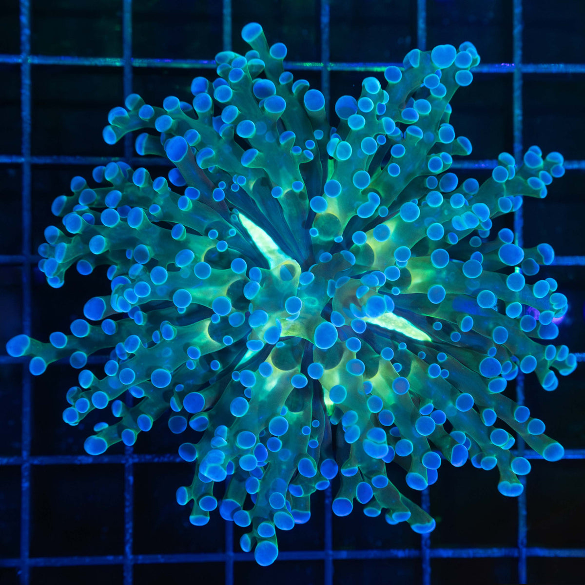 XL Blue Frogspawn Coral
