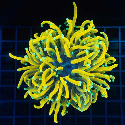 Unique Giant Head Malaysian Torch Coral 6"!
