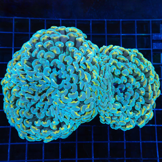 2 Heads Giant Branching Hammer 6.5"