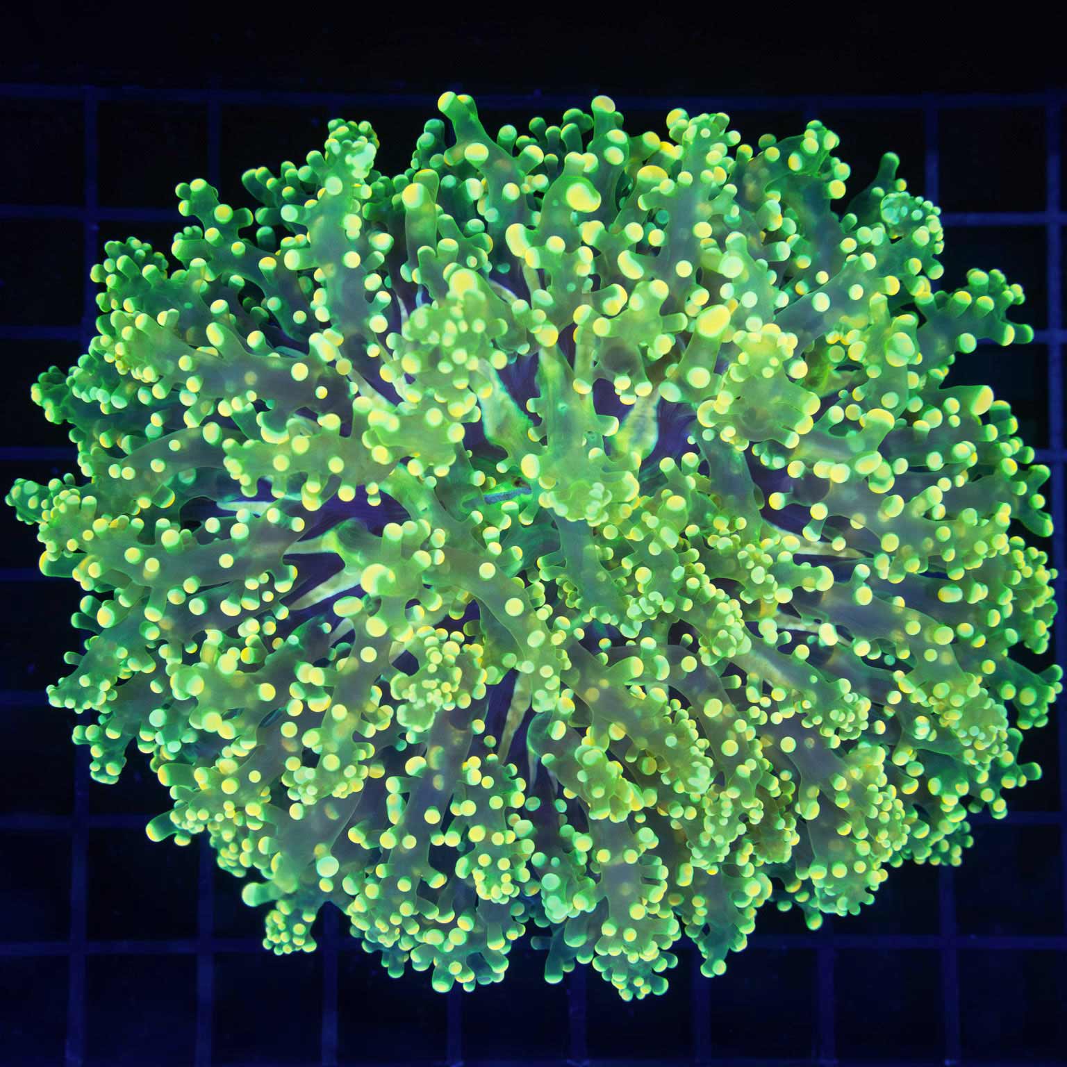 XL Holy Grail Octospawn 5.5"