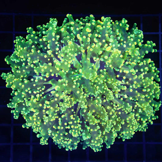 XL Holy Grail Octospawn 5.5"