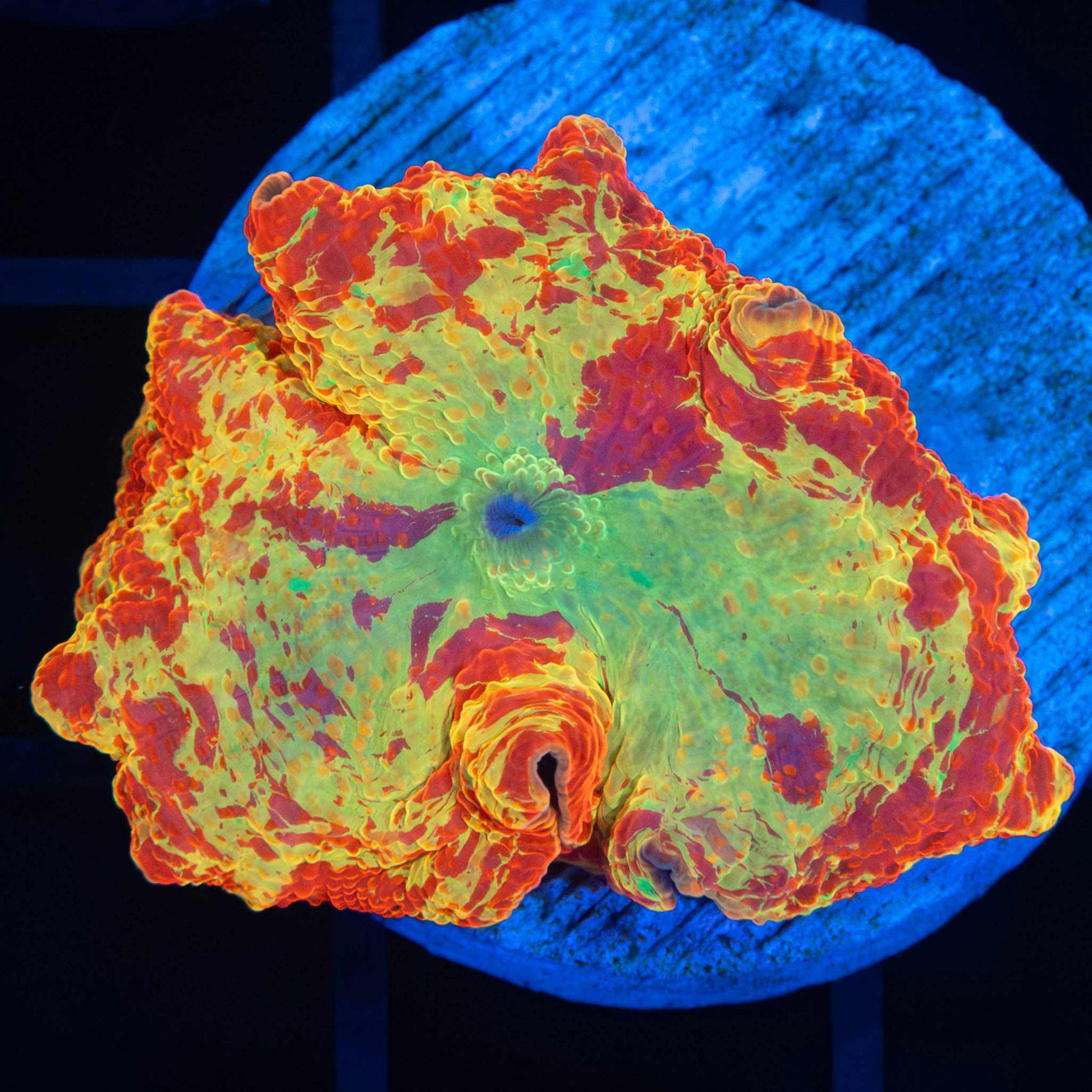 XL Jawbreaker with Green