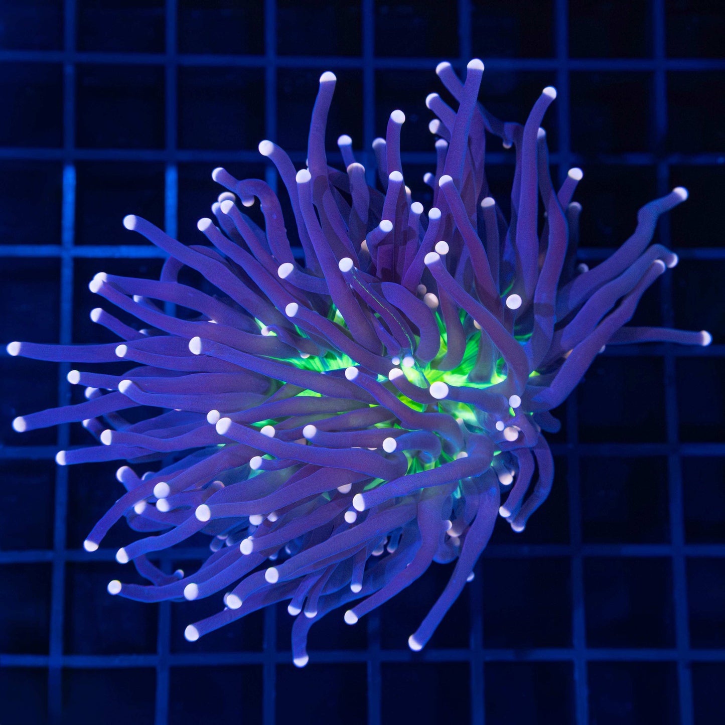 XL Joker Torch Coral (Small Graft) 4.5"