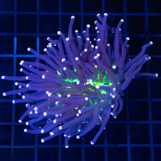 XL Joker Torch Coral (Small Graft) 4.5"