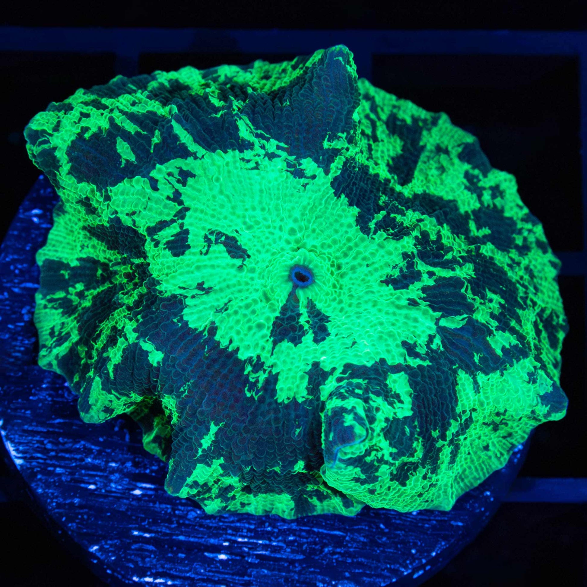 XL Kryptonite Mushroom Coral 1.5"+