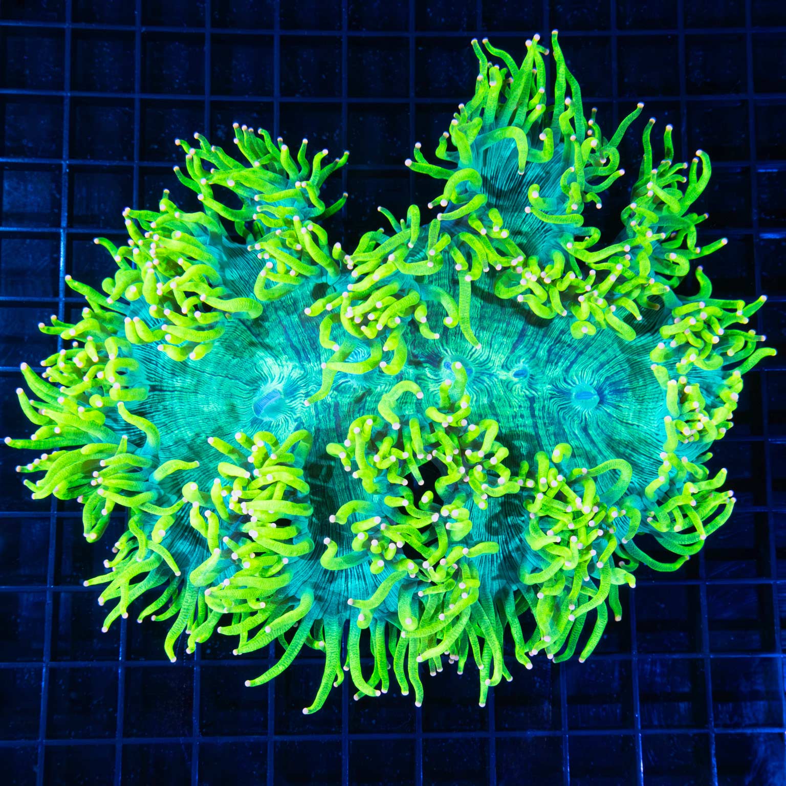 Lemon Drop Pink Tip Elegance Coral 7.5"