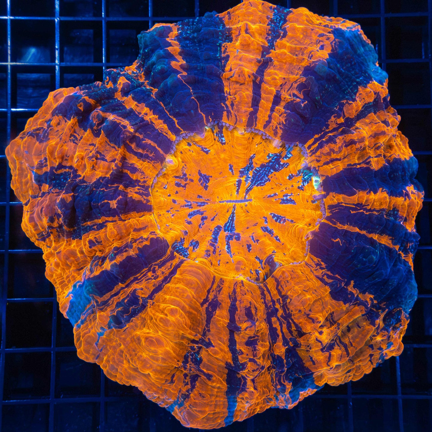 XL Acanthophyllia (Very Bright) 6"