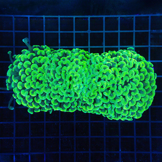 XL Neon Hammer Coral 6.5"